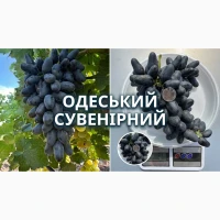 Продам столовий виноград оптом - Молдова, Сувенірний, Суручанський, до 250 тонн