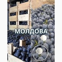 Продам столовий виноград оптом - Молдова, Сувенірний, Суручанський, до 250 тонн