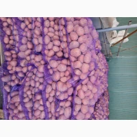 Продам товарну картоплю