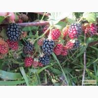 Саженцы ежевики Небеса могут подождать ( Heaven Can Wait )