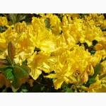 Продам Рододендрон Rhododendron