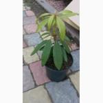Продам Рододендрон Rhododendron