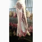 Мясо Свіже Охолоджене в пів тушках