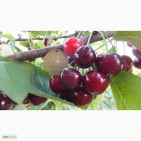 Продам 2- х летние саженцы Вишни