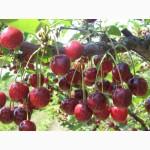 Продам 2- х летние саженцы Вишни