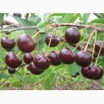 Продам 2- х летние саженцы Вишни