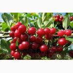 Продам 2- х летние саженцы Вишни