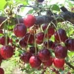 Продам 2- х летние саженцы Вишни