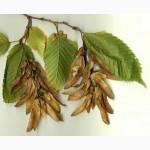 Цвет граба настойка (Carpinus betulus)