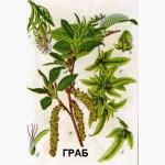 Цвет граба настойка (Carpinus betulus)