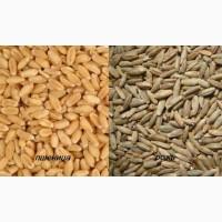 Продам пшеницю. Від фермерів та постачальників. Ціни договірні