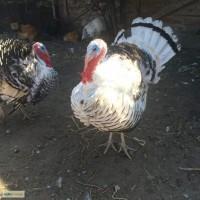 Продам племенного индюка