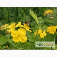 Продам семена чистотела