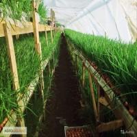 Перо лука продам от 100 кг до 15 тонн
