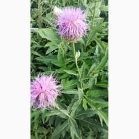 Левзея ( Leuzea centauroides - Серпуха васильковая )