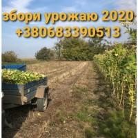 Проодам Тютюн Virginia ціна 500 грн 1кг