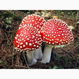 Сушеные ножки мухомора