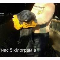 Молодняк норки