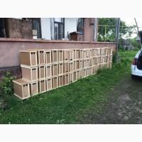 Продам бджолопакети карпатка, Закарпатская обл