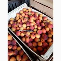 Продам абрикосы с сада сладкие. Есть объём