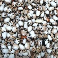 Куплю фасоль(рябка, кофейка)