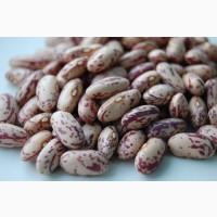 Куплю фасоль(рябка, кофейка)