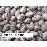 Куплю фасоль(рябка, кофейка)