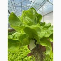 Реализуем салат и др. зеленные культуры (от производителя)