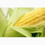 Мука кукурузная