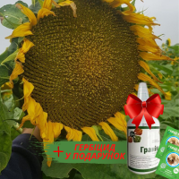 Гібрид соняшника стійкий до посухи - ФЕНІКС OR7+, НОВИНКА на ринку україни