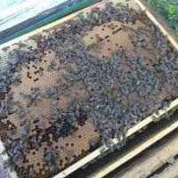 Продам бджолопакети, сім#039;ї