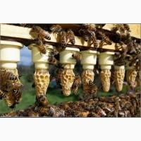 Продам бджоломаток ligustica Італійської породи