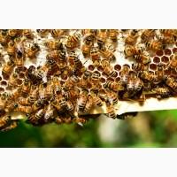 Продам бджоломаток ligustica Італійської породи