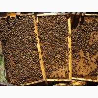 Продам бджоломаток ligustica Італійської породи