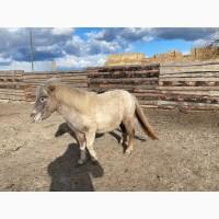 Продам кобылу пони
