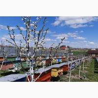 Продам бджолопакети порода карпатка кількість 200 шт