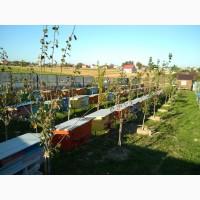 Продам бджолопакети порода карпатка кількість 200 шт