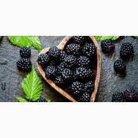 Купуємо ожину заморожену по всій території України