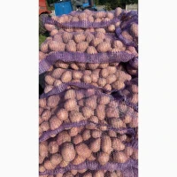 Продам картоплю