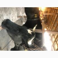 Продам ферму молочную с ВРХ