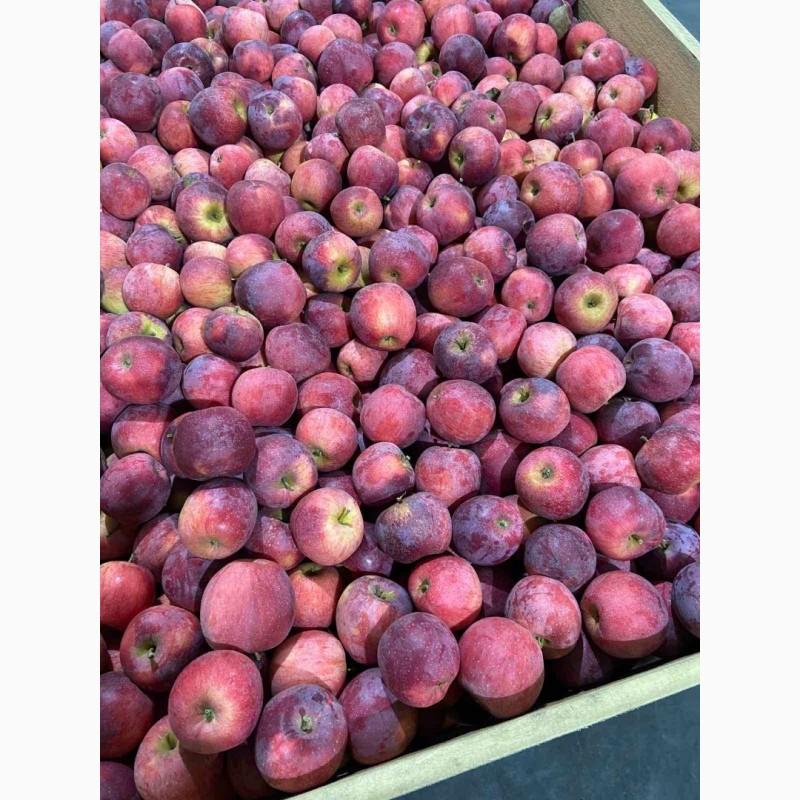 Фото 8. Продам яблоки от произодителя несколько сортов с 20 тонн