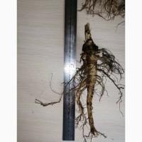 Продам корни Эхинацеи (Сушенные и Сырые)