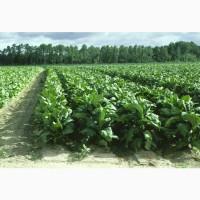 Продам махорку крепку Гільзи Машинки