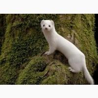 Продам ласку горностая