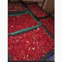 Продам свіжозібрану брусницю в карпатах