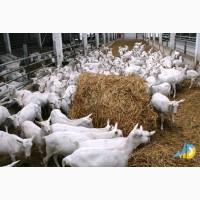 Стійлове обладнання для утримання кіз та овець