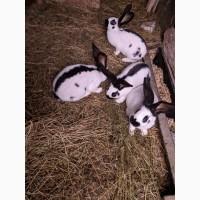 Продам чотирьохмісячних самців породи Німецький строкач
