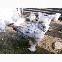 Інкубаційне яйце курей Кохінхін: колумбія, спліш