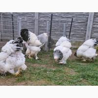 Інкубаційне яйце курей Кохінхін: колумбія, спліш