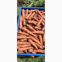 Продам морковь